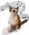 Pub chatons qui chantent -