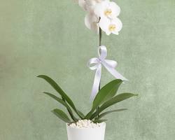 Phalaenopsis orkide resmi