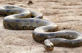 Hasil gambar untuk ular bergerak tanpa kaki