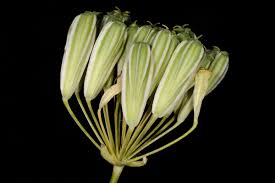 Heptaptera Margot & Reut. | Plants of the World Online | Kew Science