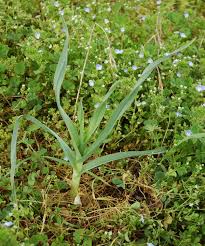 Allium polyanthum - Wikipedia