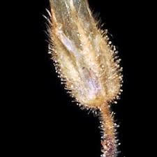 Cerastium pumilum (European chickweed): Go Botany