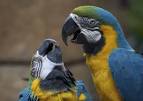 pictures of 2 parrots talking on youtube