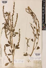 Melilotus segetalis (Brot.) Ser. | Plants of the World Online | Kew ...