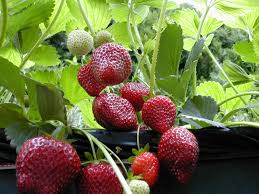 strawberry plants ile ilgili görsel sonucu