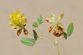 Trifolium boissieri Guss. | Plants of the World Online | Kew Science