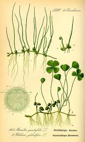 Marsileaceae - Wikipedia