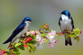 Image result for birds in the spring