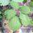 Rubus fruticosus (@Rubus_scaber) / Twitter