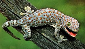 A gecko