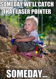 Cute Memes on Pinterest | Dog Memes, Funny Cat Humor and Pet Memes via Relatably.com