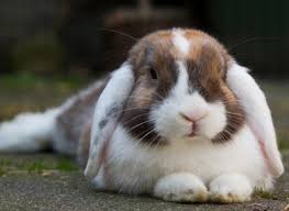 Image result for animal dissection bunny