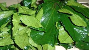 Image result for ugwu leaves images