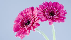 Image result for pink flowers