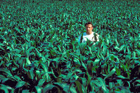 Image result for field of dreams