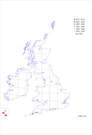 Gnaphalium undulatum | Online Atlas of the British and Irish Flora