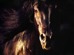 Résultat de recherche d'images pour "image de chevaux pour fond d'ecran"