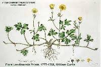 Ranunculus flammula var. reptans - Online Virtual Flora of Wisconsin