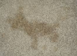 Image result for visible stains on carpet