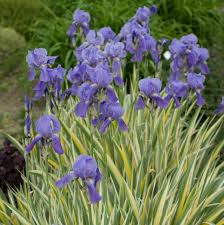 Iris pallida 'Variegata' | Perennial Resource