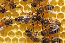 「蜜蜂」的圖片搜尋結果