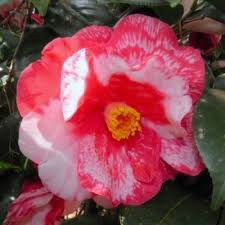 Image result for Camellia japonica
  ( Iwane-Shibori Camellia )