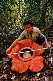 Image result for rafflesia