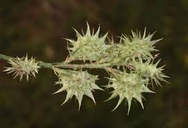 Onobrychis caput-galli (L.) Lam. | Plants of the World Online | Kew ...