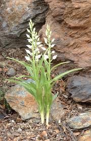 Cephalanthera longifolia - Wikipedia