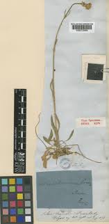 Silene roemeri Friv. | Plants of the World Online | Kew Science