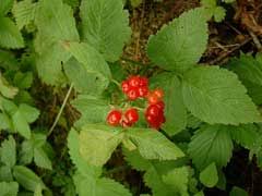 Rubus saxatilis Stone Bramble PFAF Plant Database