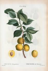 Prunus brigantina - Wikipedia