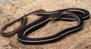Image result for black whip snake