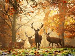 Image result for Fall pictures