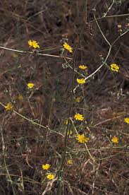Picris rhagadioloides (L.) Desf. | Plants of the World Online | Kew ...