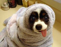 Image result for dogs in funny fall outfits
