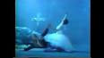 Video for "Ballerina Carla Fracci ",
