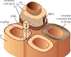 Image of Wood cellular structure