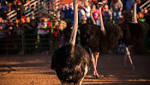 Ostrich Festival melds music, food and flightless birds