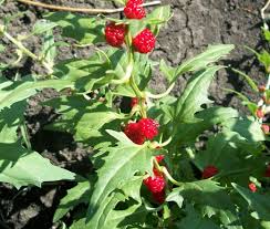 Spinach Strawberry Sticks Seeds - Chenopodium Foliosum
