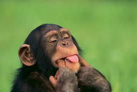 Image result for monkey picture