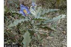 Plants Profile for Solanum elaeagnifolium (silverleaf nightshade)