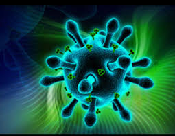 Goac Virüsü ile ilgili görsel sonucu