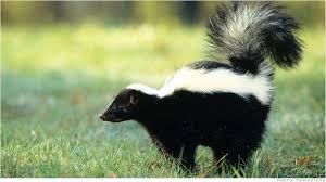 Image result for skunk