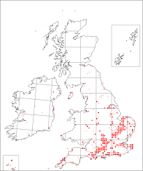 Papaver hybridum | Online Atlas of the British and Irish Flora
