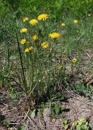 Hypochaeris radicata - Michigan Flora