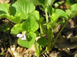 Viola mirabilis - Wikipedia