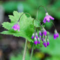 CORTUSA MATTHIOLI SEEDS (Alpine Bells) - Plant World Seeds