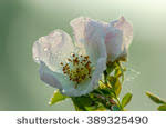 dict.cc dictionary :: sweet briar [Rosa rubiginosa syn Rosa eglanteria ...