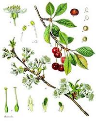 Prunus cerasus - Wikipedia